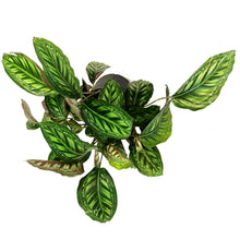 Load image into Gallery viewer, Calathea, 10in, Flamestar