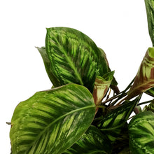 Load image into Gallery viewer, Calathea, 10in, Flamestar
