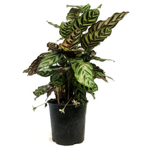 Load image into Gallery viewer, Calathea, 10in, Makoyana
