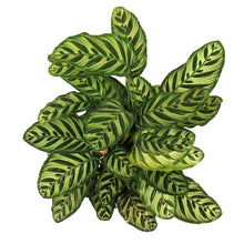 Load image into Gallery viewer, Calathea, 10in, Makoyana