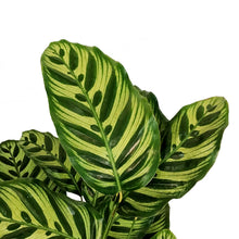 Load image into Gallery viewer, Calathea, 10in, Makoyana