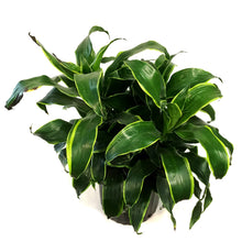 Load image into Gallery viewer, Dracaena, 10in, Dorado