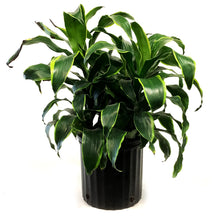 Load image into Gallery viewer, Dracaena, 10in, Dorado