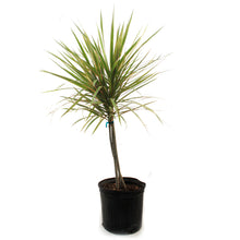 Load image into Gallery viewer, Dracaena, 10in, Bicolor Braid