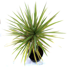 Load image into Gallery viewer, Dracaena, 10in, Bicolor Braid