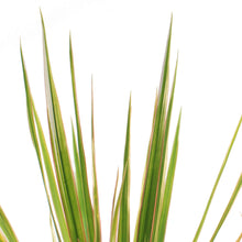 Load image into Gallery viewer, Dracaena, 10in, Bicolor Braid
