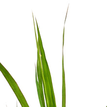 Load image into Gallery viewer, Dracaena, 10in, Marginata Staggered