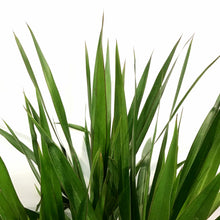 Load image into Gallery viewer, Dracaena, 10in, Tarzan Bush