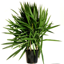 Load image into Gallery viewer, Dracaena, 10in, Tarzan Bush