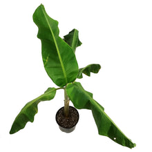 Load image into Gallery viewer, Banana, 10in, Dwarf Orinoco