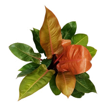 Load image into Gallery viewer, Philodendron, 10in, Prince of Orange