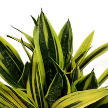 Load image into Gallery viewer, Sansevieria, 10in, Golden Flame