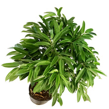 Load image into Gallery viewer, Ficus, 14in, Amstel King Braid