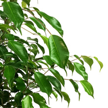 Load image into Gallery viewer, Ficus, 14in, Benjamina Standard