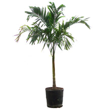 Load image into Gallery viewer, Palm, 17in, Adonidia Single