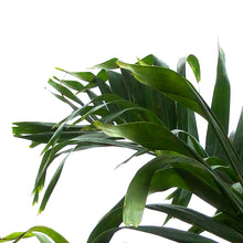 Load image into Gallery viewer, Palm, 17in, Adonidia Single