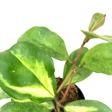 Load image into Gallery viewer, Hoya, 3in, Obovata Inner Variegated