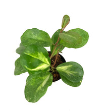 Load image into Gallery viewer, Hoya, 3in, Obovata Inner Variegated