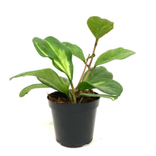 Load image into Gallery viewer, Hoya, 3in, Obovata Inner Variegated