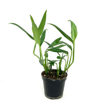 Load image into Gallery viewer, Epipremnum, 4in, Amplyssum Silver