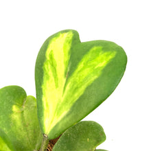 Load image into Gallery viewer, Hoya, 4in, Kerrii Inner Variegated