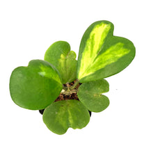 Load image into Gallery viewer, Hoya, 4in, Kerrii Inner Variegated
