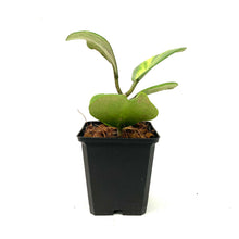 Load image into Gallery viewer, Hoya, 4in, Kerrii Inner Variegated