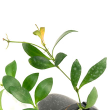 Load image into Gallery viewer, Hoya, 4in HB, Leytensis