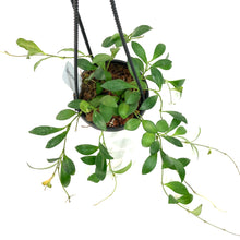 Load image into Gallery viewer, Hoya, 4in HB, Leytensis