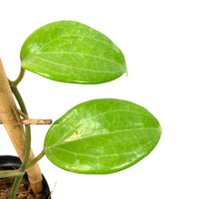 Load image into Gallery viewer, Hoya, 4in, Quinquenervia in a Trellis