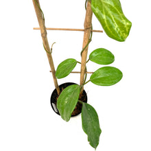 Load image into Gallery viewer, Hoya, 4in, Quinquenervia in a Trellis
