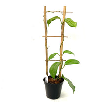 Load image into Gallery viewer, Hoya, 4in, Quinquenervia in a Trellis