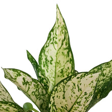 Load image into Gallery viewer, Aglaonema, 5in, Etta Rose