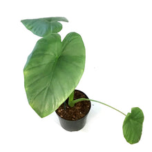 Load image into Gallery viewer, Alocasia, 5in, Silver Giant