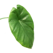 Load image into Gallery viewer, Alocasia, 5in, Silver Giant