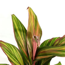 Load image into Gallery viewer, Cordyline, 5in, Harlequin