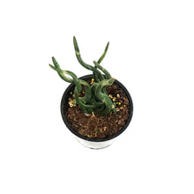 Load image into Gallery viewer, Sansevieria, 5in, Cylindrica Braid