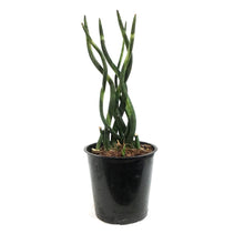 Load image into Gallery viewer, Sansevieria, 5in, Cylindrica Braid