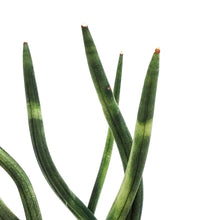 Load image into Gallery viewer, Sansevieria, 5in, Cylindrica Braid
