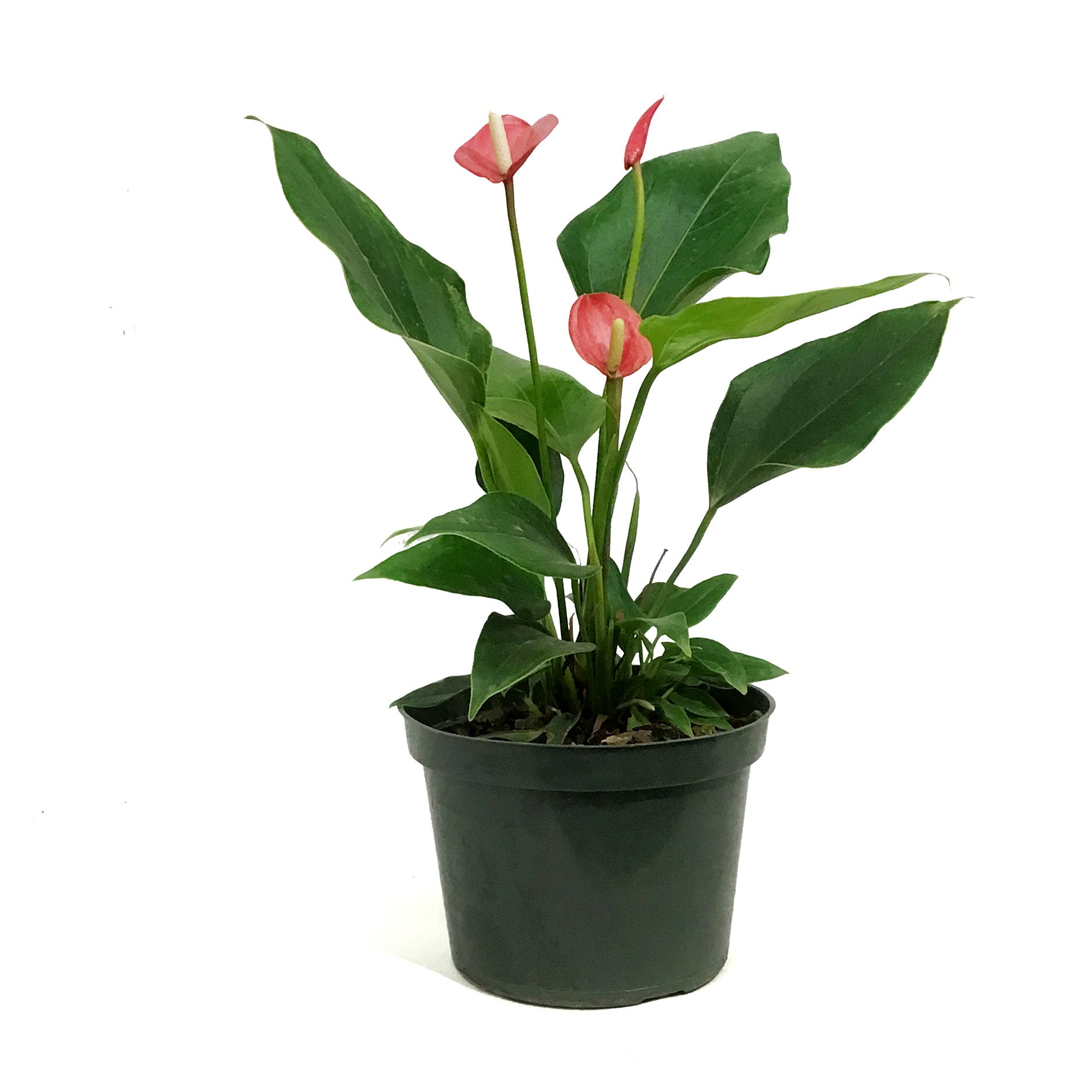 イチイ花台 Anthurium, 6in, Pizzazz – Floral Acres Greenhouse & Garden Centre