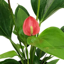 Load image into Gallery viewer, Anthurium, 6in, Pizzazz
