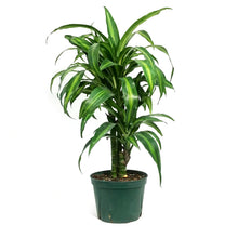 Load image into Gallery viewer, Dracaena, 6in, Hawaiian Sunshine Cane Staggered