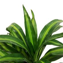 Load image into Gallery viewer, Dracaena, 6in, Hawaiian Sunshine Cane Staggered