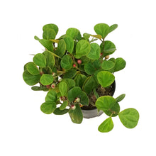 Load image into Gallery viewer, Ficus, 6in, Deltoidea Mistletoe