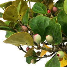 Load image into Gallery viewer, Ficus, 6in, Deltoidea Mistletoe