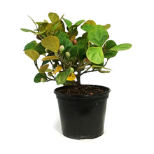 Load image into Gallery viewer, Ficus, 6in, Deltoidea Mistletoe