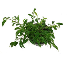 Load image into Gallery viewer, Bonsai, 6in, Ficus Oriental Coiled Trunk