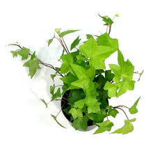 Load image into Gallery viewer, Ivy, 6in, Algerian Neon