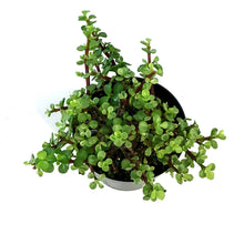 Load image into Gallery viewer, Bonsai, 6in, Mini Jade Variegated