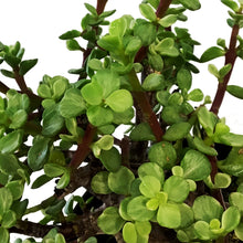 Load image into Gallery viewer, Bonsai, 6in, Mini Jade Variegated